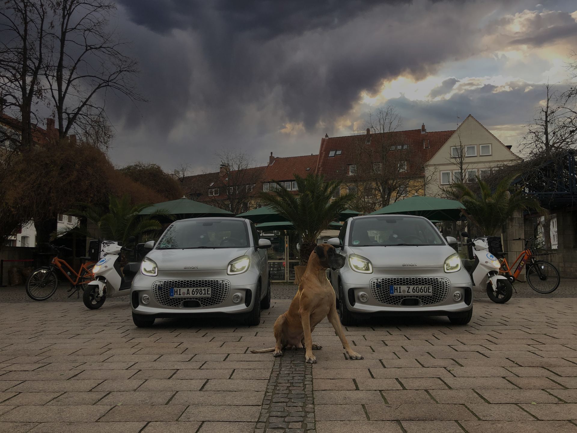 Zeus, die Dogge des Amadeus, sitzt auf dem Pflaster zwischen zwei Lieferwagen, dahinter Roller und Lastenräder der Amadeus-Fahrer